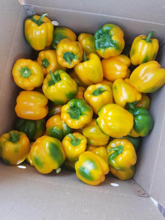 Capsicum