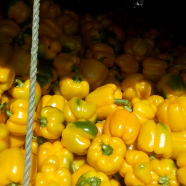 Capsicum
