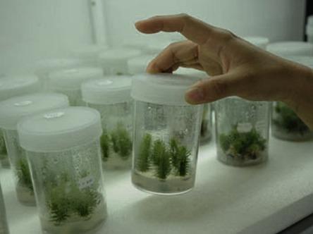 Agar Agar Plant Tissue Culture Grade