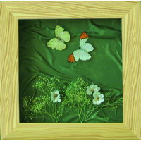 real framed butterfly home decoration