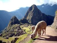 Machupicchu Tourism Travel
