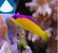 ornamental fish type sea salt