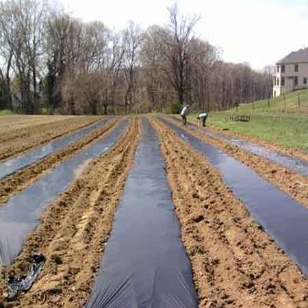 Agriculture Polyethylene Mulch Film 