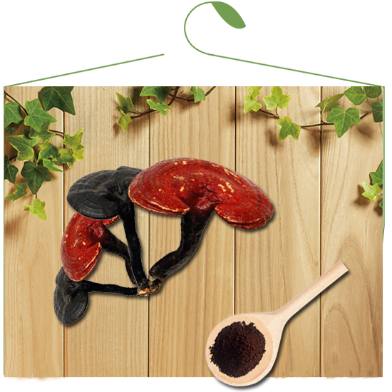 Organic Ganoderma Lucidum Extract 
