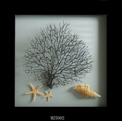 framed seashell home decoration