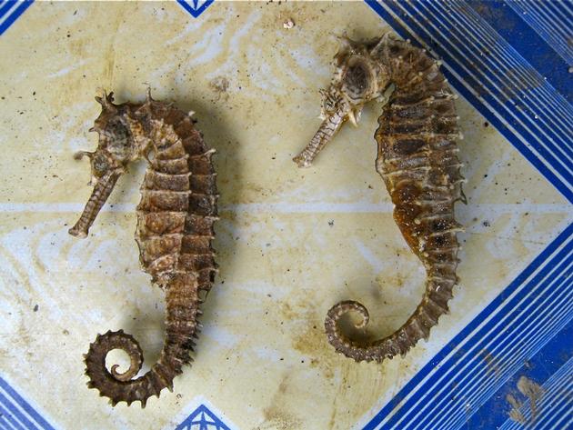 SEAHORSE SEA CUCUMBER