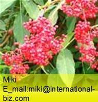 elderberry extract