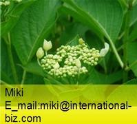 Hydrangea Root Extract