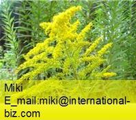 Golden Rod Extract