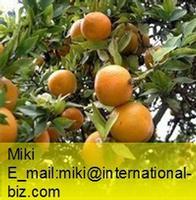 Citrus Aurantium