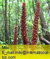groundcone extract