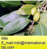 Terminalia chebula Extract