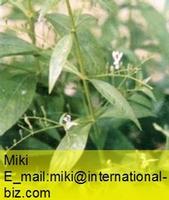 Andrographis Paniculate Extract 