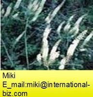 Black Cohosh P.E.