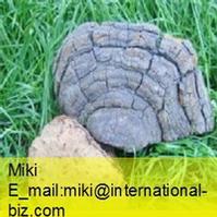 Common Phellinus Fungus P.E.
