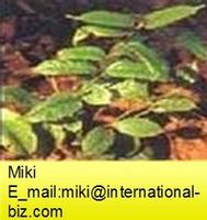 Medicinal Indianmulberry Root P.E.