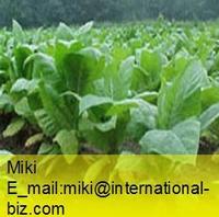 Jasmine Tea Extract
