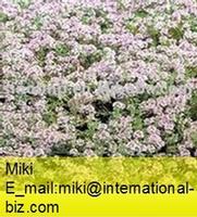 Thyme Extract 