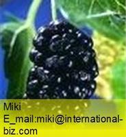 Mulberry Berry Extract 