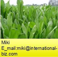 Chicory Extract  