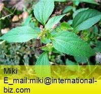 copperleaf extract