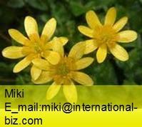 celandine extract