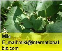 Butterbur Extract 