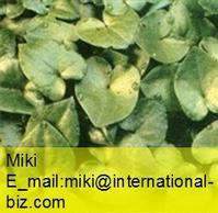Asari/Wild Ginger Extract 