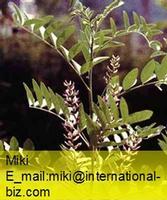 Licorice Root Extract 