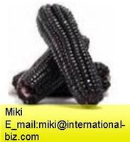 Purple Corn Color 