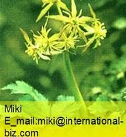 Rhizoma Coptidis extract