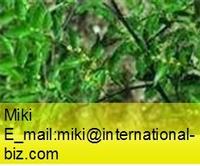 Latin Name: parmelia saxatilis