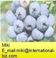 Bilberry Anthocyanin 