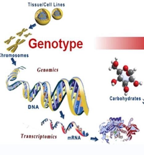 Resequencing+Metabolome