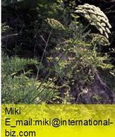  Ligusticum Extract