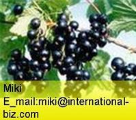 iqf black currant