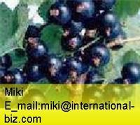black currant concentrate 