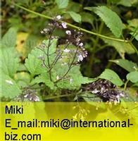 Rabdosia japonica Hara Extract 