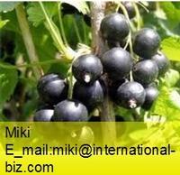 black currant powder