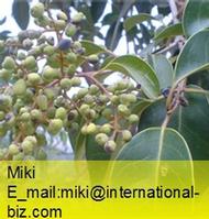  Ligustrum Extract 