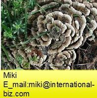 Coriolus Mushroom 