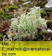 cladonia extract