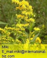 Golden Rod Extract 
