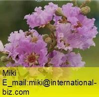 Banaba Extract 
