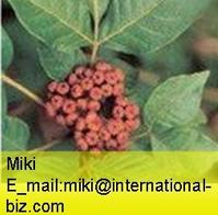 RHIZOMA CIBOTII Extract