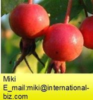 rose hip powder