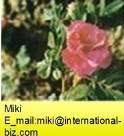 Rose Flower P.E.