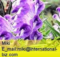 Scutellaria baicalensis Extract 