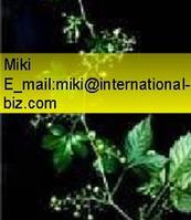 Fiveleaf Gynostemma Herb Extract 
