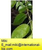 elm bark extract 